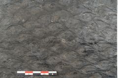 Foto (Detailansicht) von Lepidodendron aculeatum St. (NHMW-GEO-2024-0188-11023)